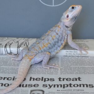 purple bearded dragon for sale