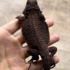 Black bearded dragon for sale