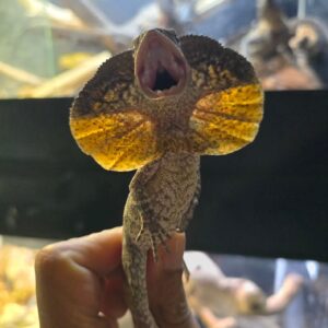 Frilled Dragon for Sale