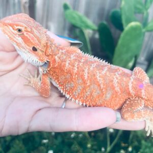 German giant bearded dragon for sale