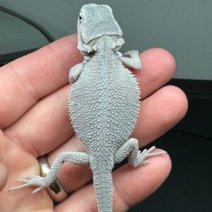 Wero bearded dragon for sale