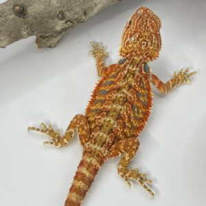 Leatherback bearded dragon for sale