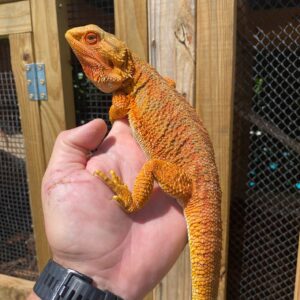 Orange bearded dragon for sale