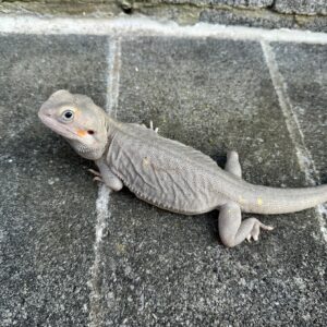 Paradox bearded dragon for sale