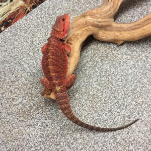 Red bearded dragon for sale