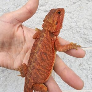 Red monster bearded dragon for sale