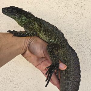 Sailfin Dragon for sale