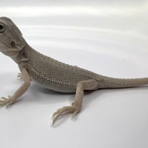 Zero bearded dragon for sale